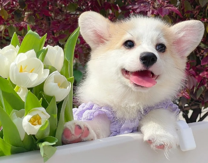 AI宠物的时代，真的要来了！